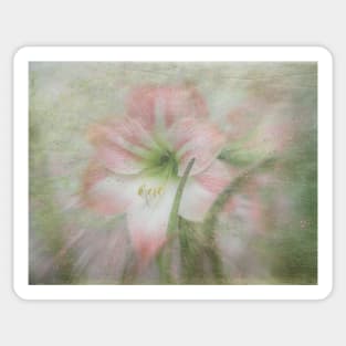 Pink Amaryllis Dance Sticker